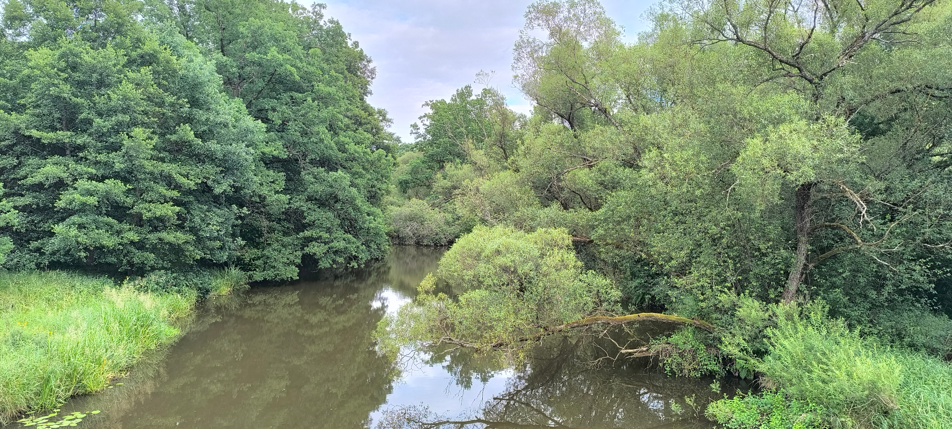 Meandrující Lužnice v zeleni Krabonošské nivy
